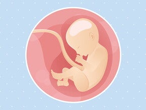 pregnancy-belly-fetal-development-week-30 pregnancy-belly-fetal-development-week-30