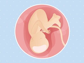pregnancy-belly-fetal-development-week-37 pregnancy-belly-fetal-development-week-37