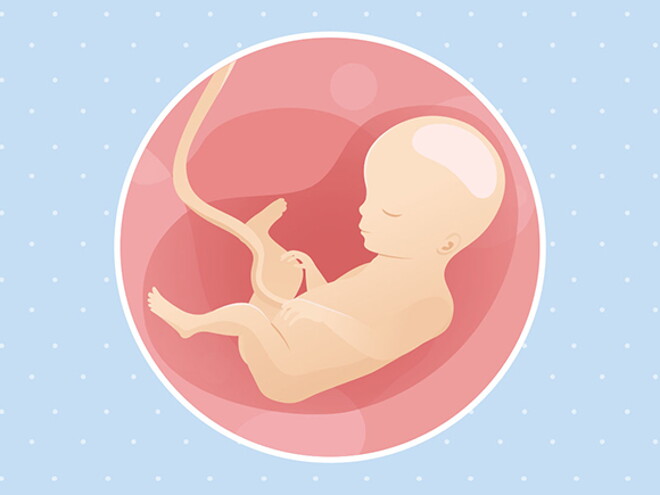 pregnancy-belly-fetal-development-week-27